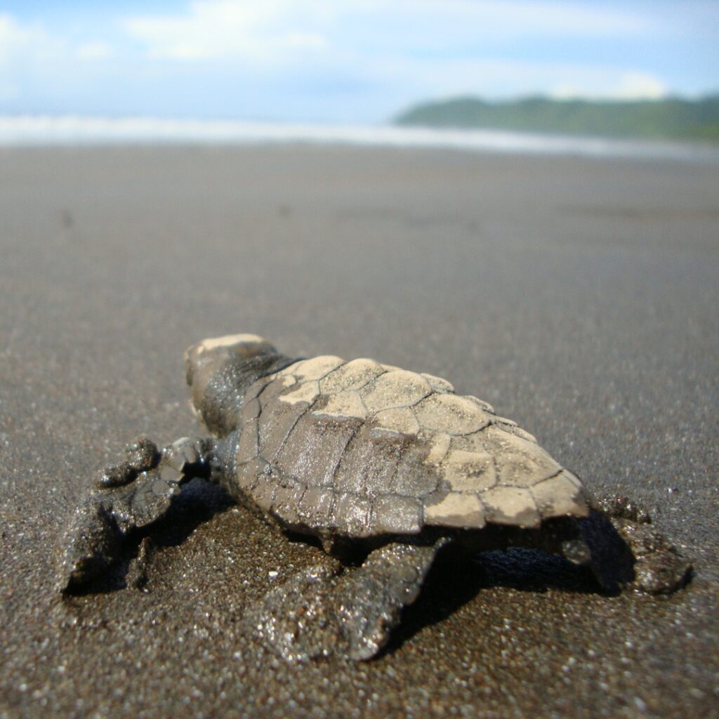 Santuario nacional de tortugas