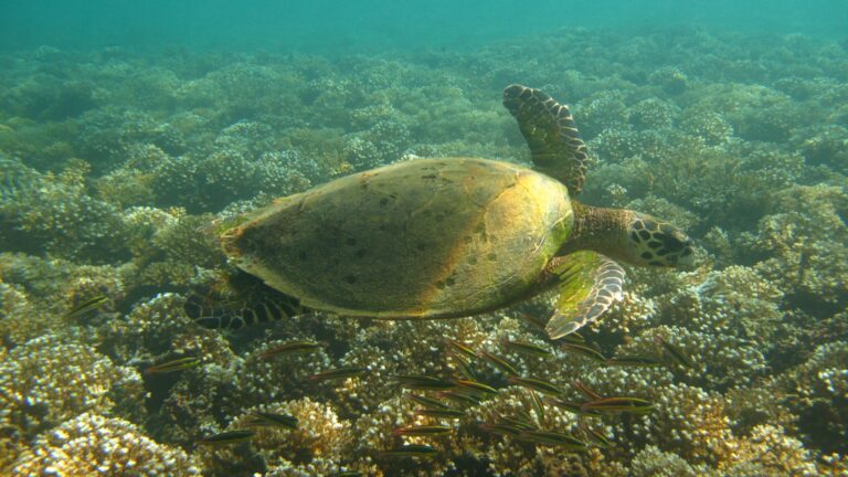 Santuario nacional de tortugas