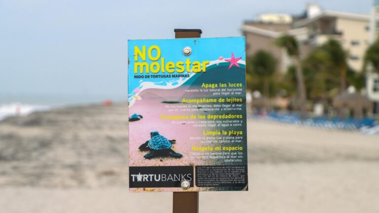 Campaña protección de tortugas marinas