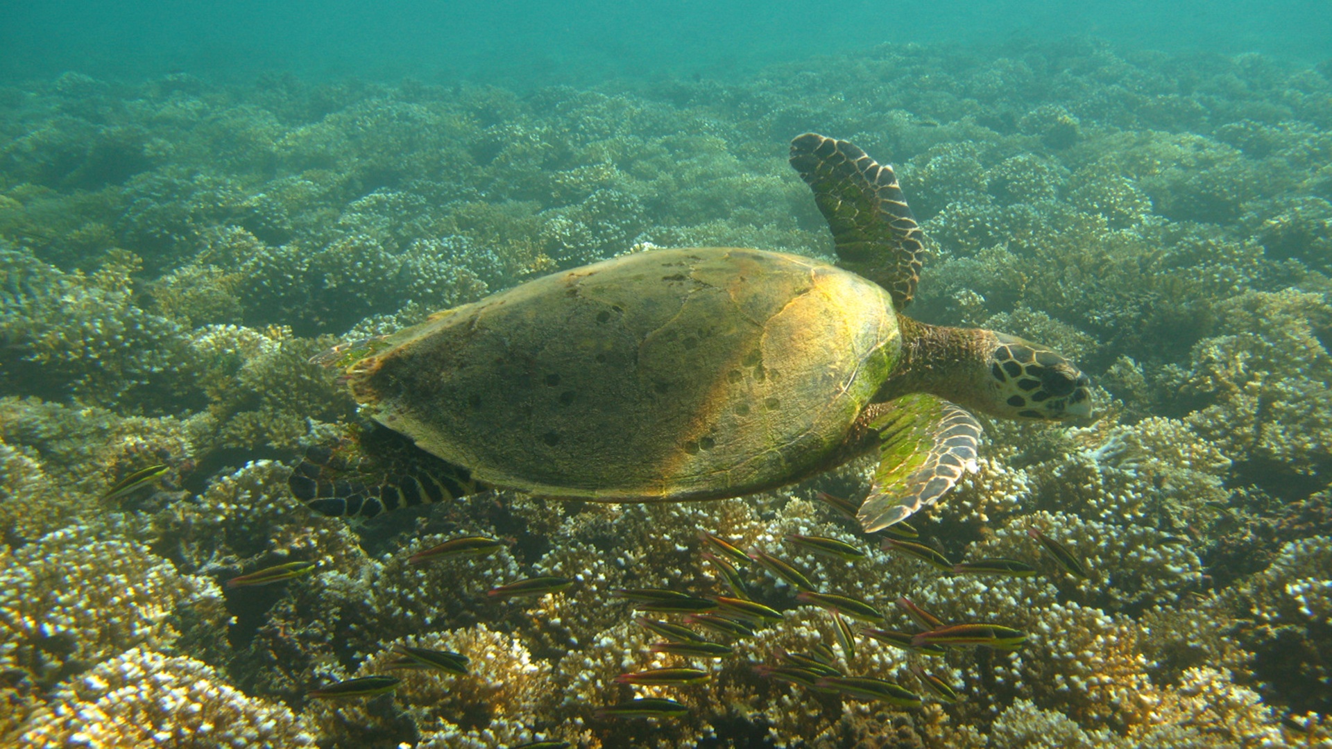 Santuario nacional de tortugas