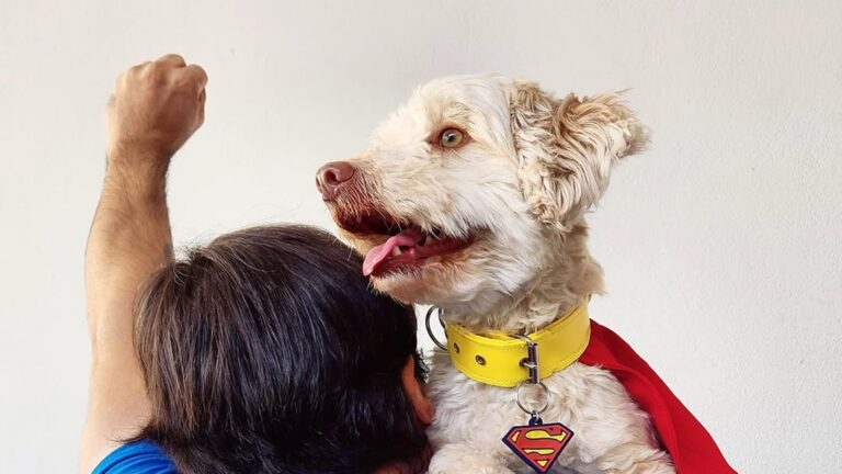 Krypto y las adopciones
