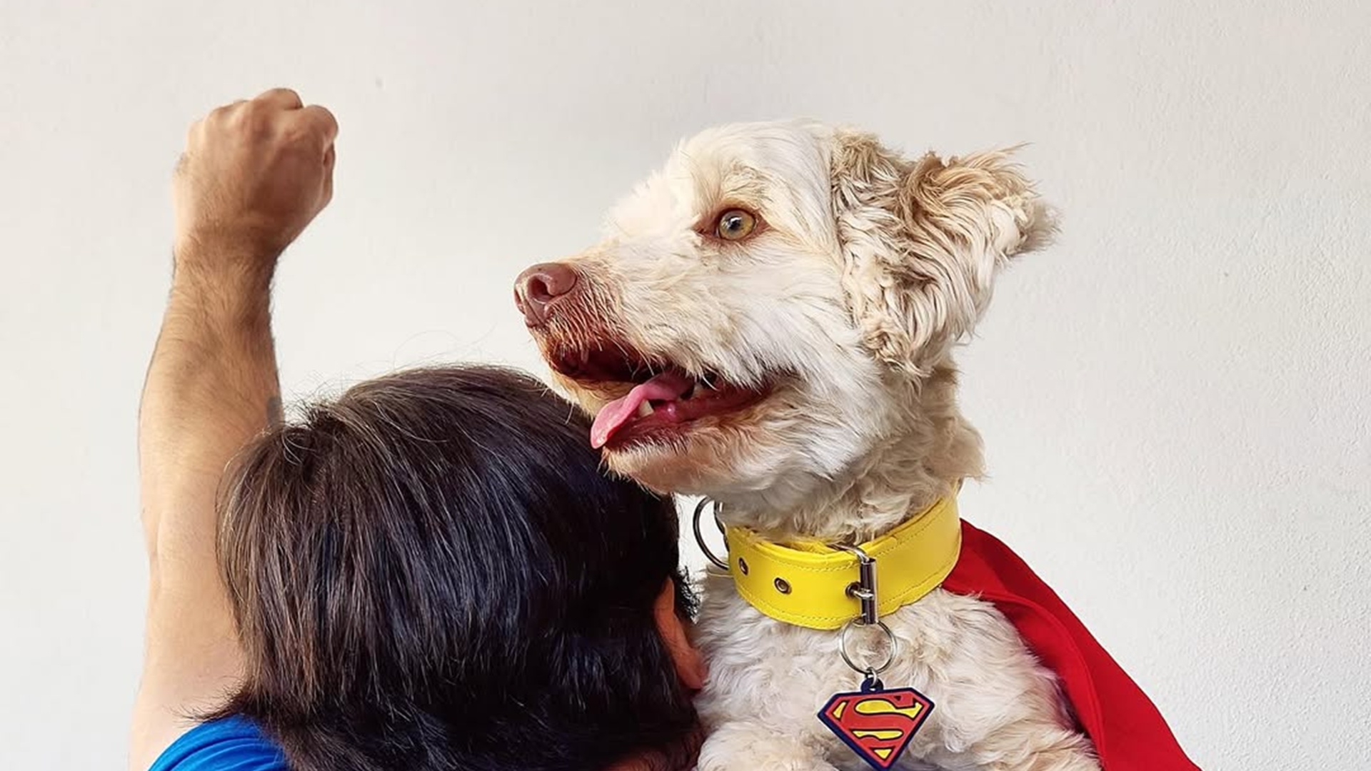 Krypto y las adopciones