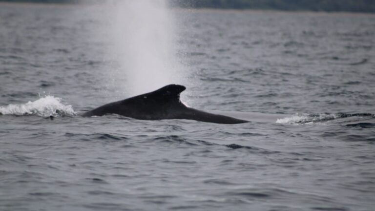 Monitoreo de fauna marina