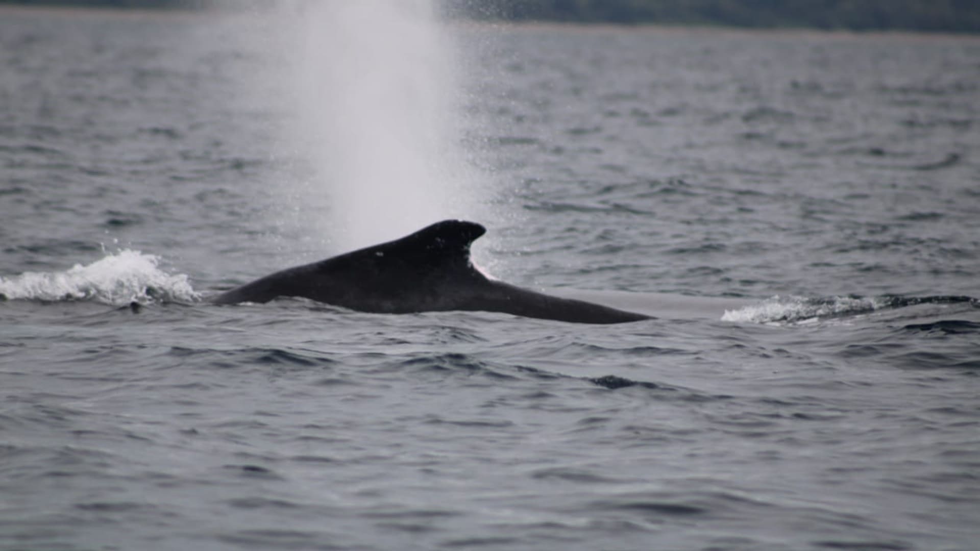 Monitoreo de fauna marina