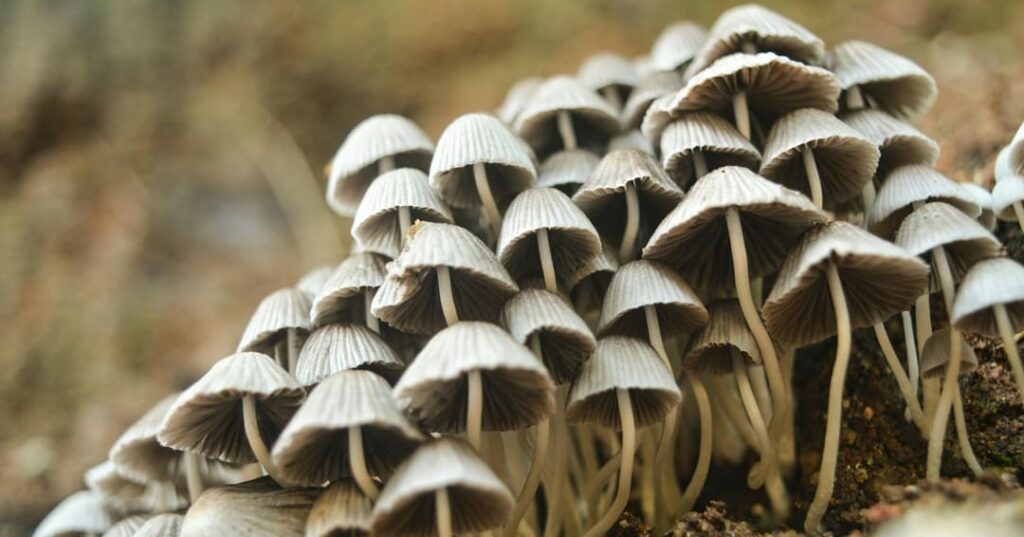 Pestalotiopsis microspora