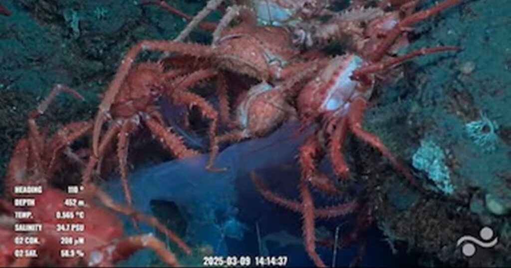 Expedición en cañón del Mar del Plata