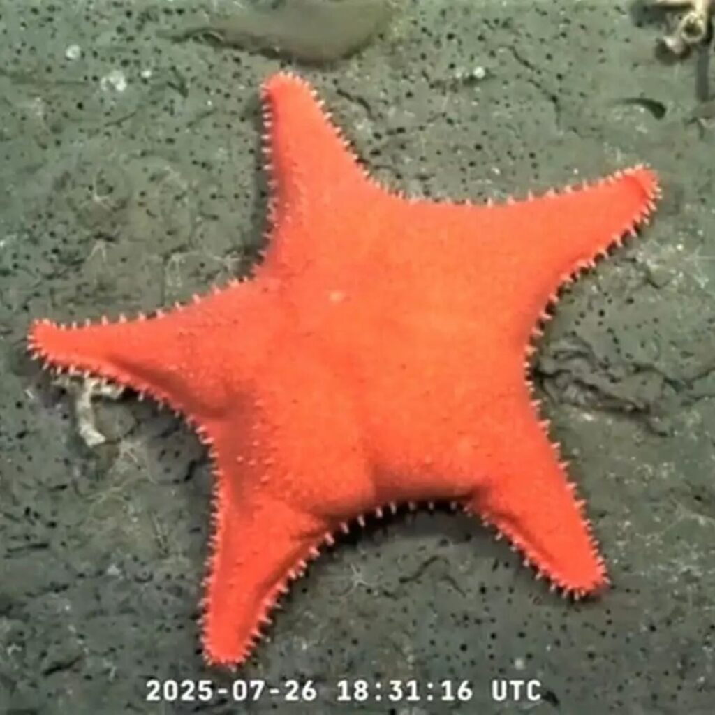 Expedición en cañón del Mar del Plata