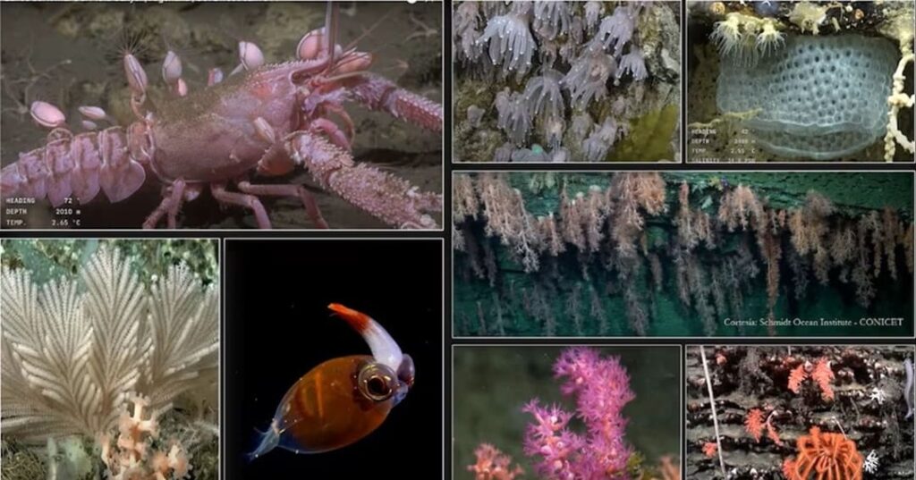 Expedición en cañón del Mar del Plata