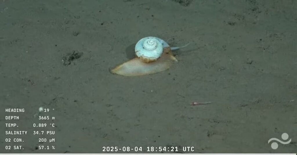 Expedición en cañón del Mar del Plata