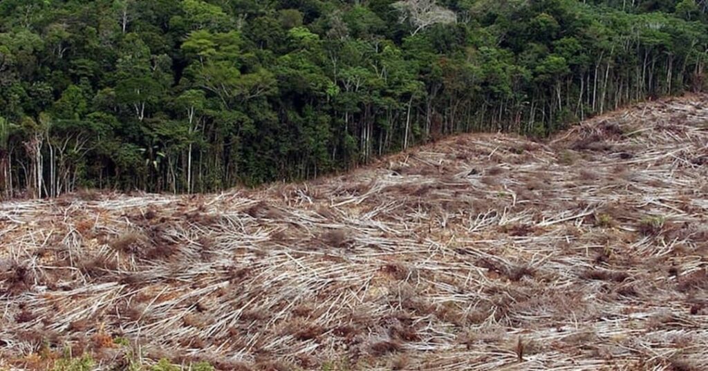 TFFF Fondo Bosques Tropicales para Siempre