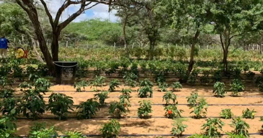 Huertas en Alta Guajira