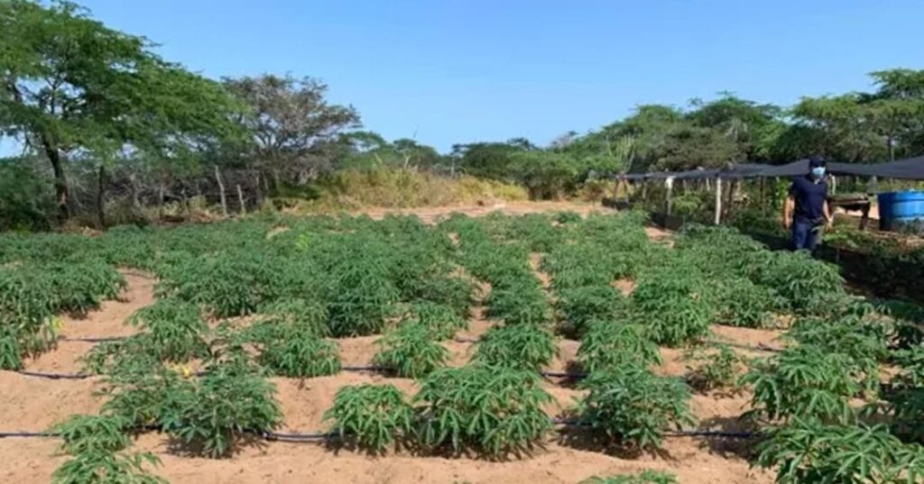 Huertos en Alta Guajira