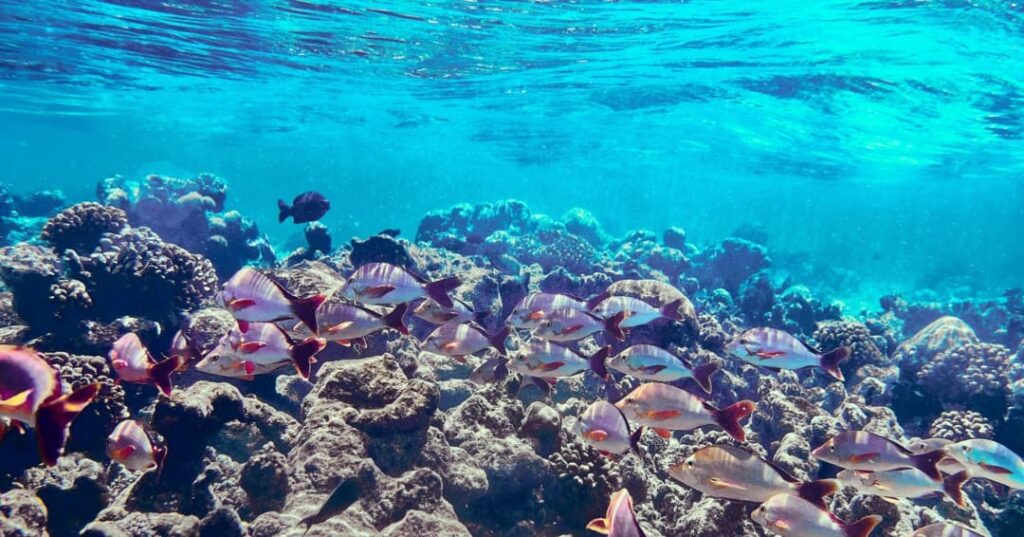 Iniciativa Seabed 2030