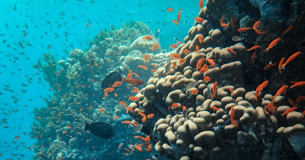 Iniciativa Seabed 2030