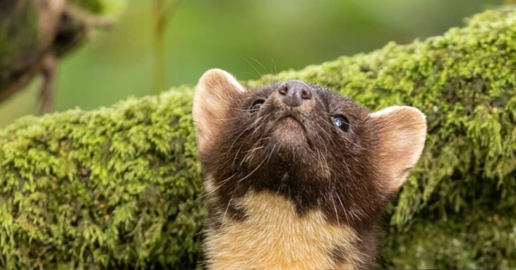 Martas en Inglaterra