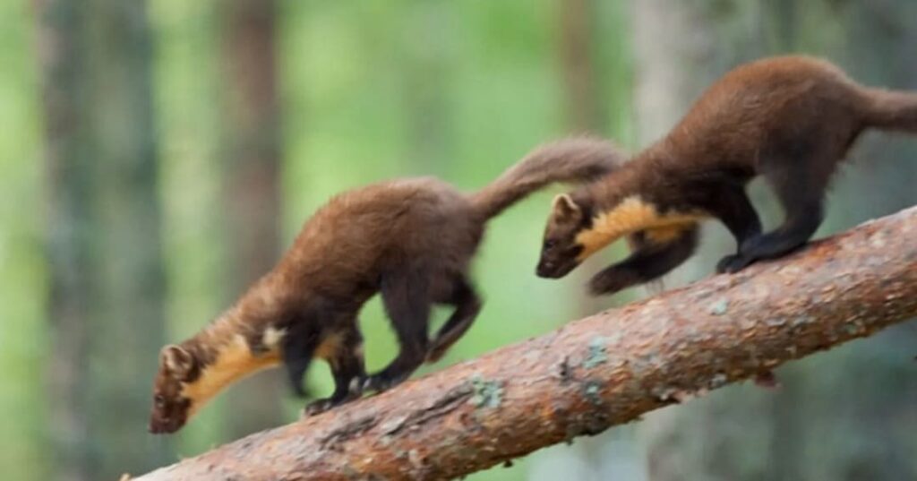 Martas en Inglaterra