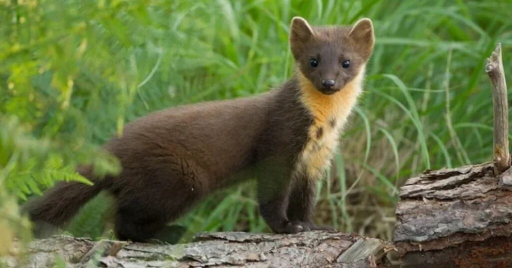 Martas en Inglaterra