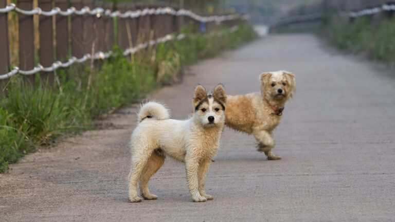 Perros callejeros en Países Bajos