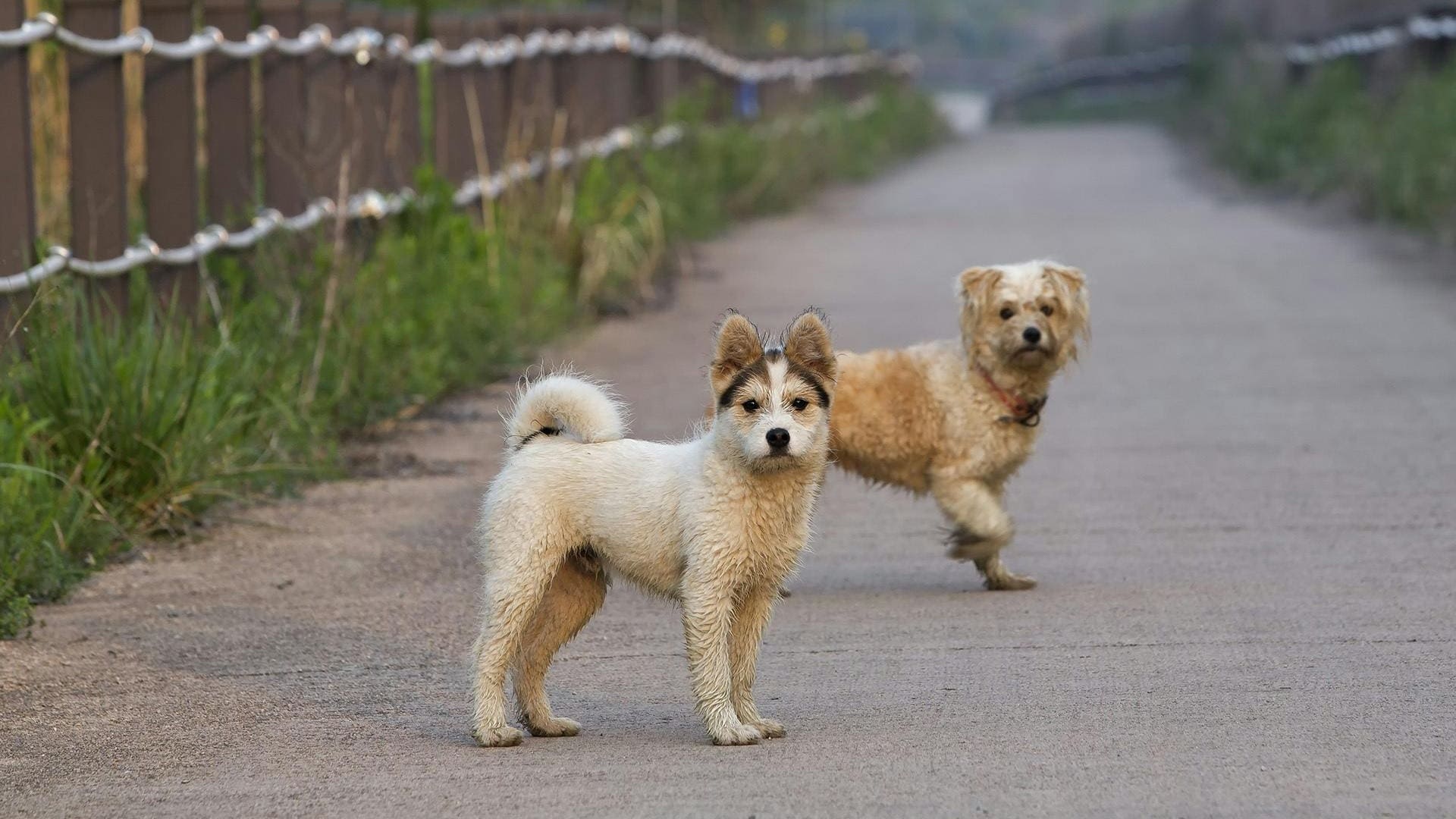 Perros callejeros en Países Bajos
