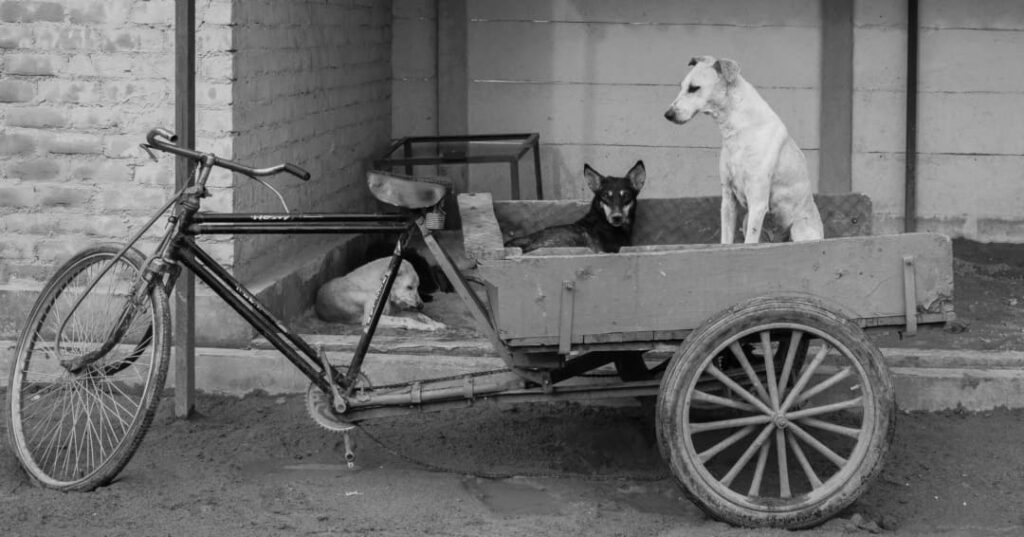 Perros callejeros en Países Bajos