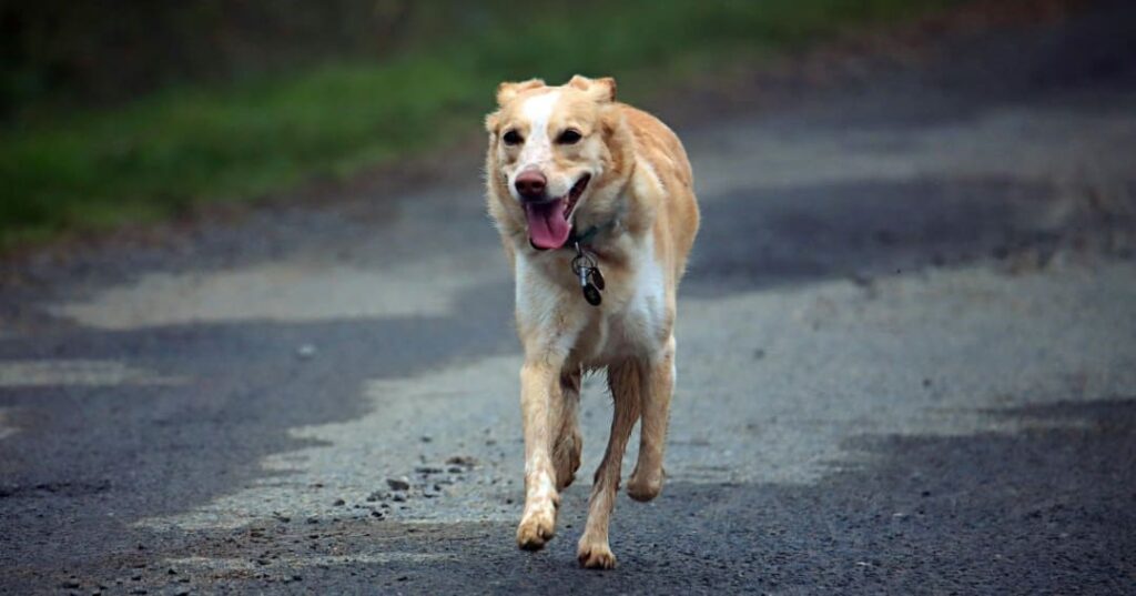 Perros callejeros en Países Bajos