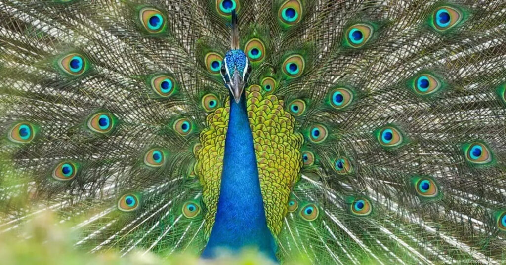 plumas de pavo real