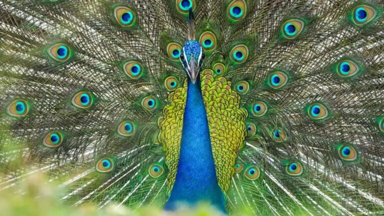 plumas de pavo real