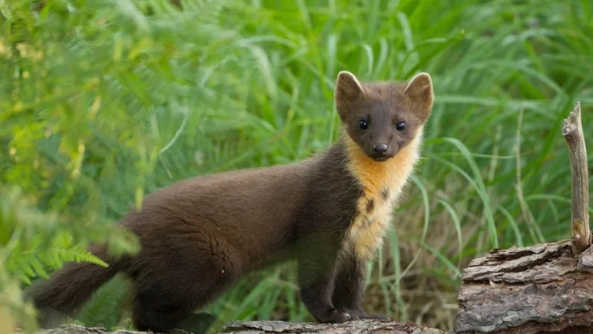 Martas en Inglaterra