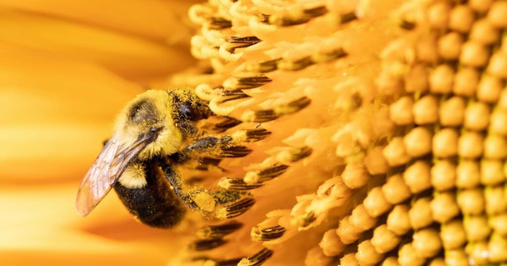 Superalimento para abejas