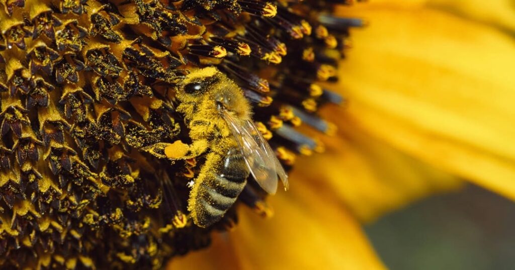 Superalimento para abejas