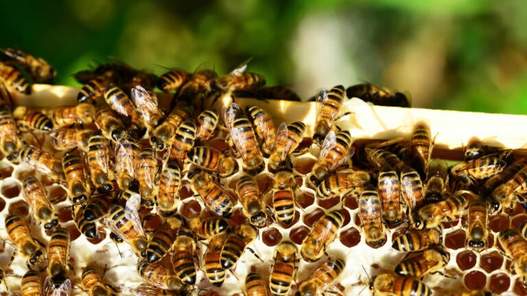 Superalimento para abejas