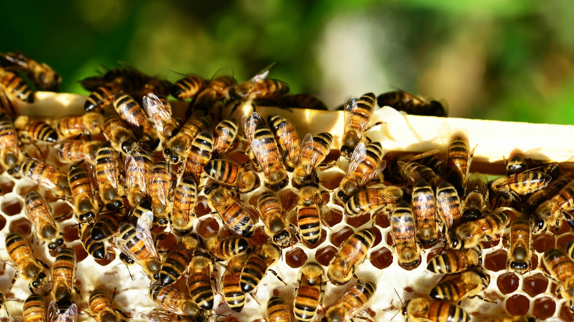Superalimento para abejas