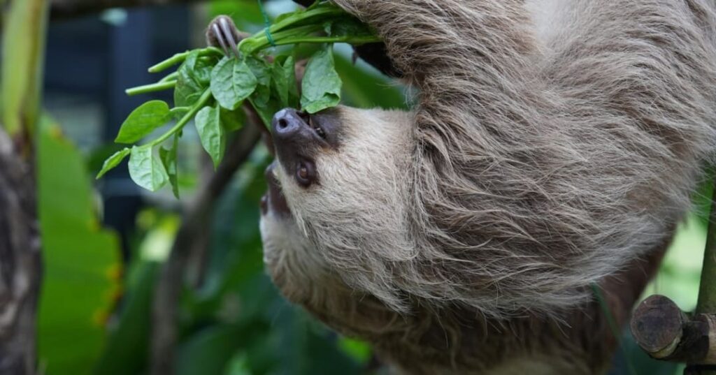 Proyecto para perezosos de la APPC