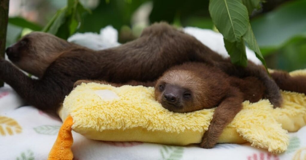 Proyecto para perezosos de la APPC