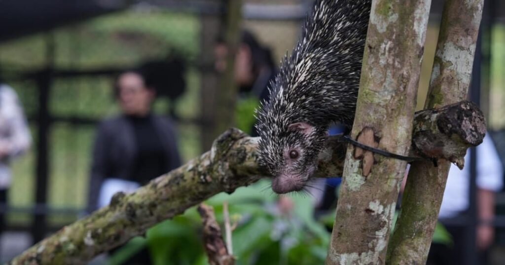 Proyecto para perezosos de la APPC