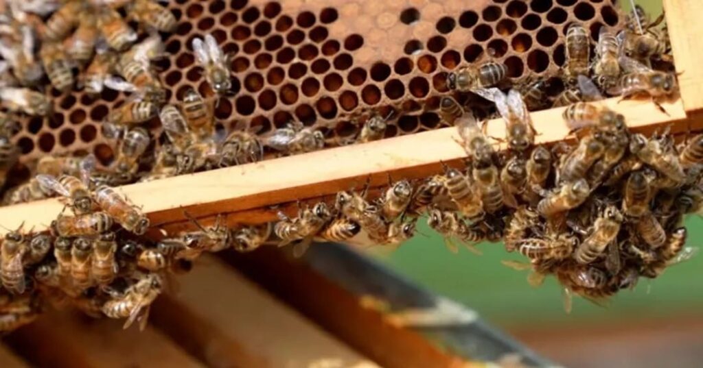 Superalimento para abejas