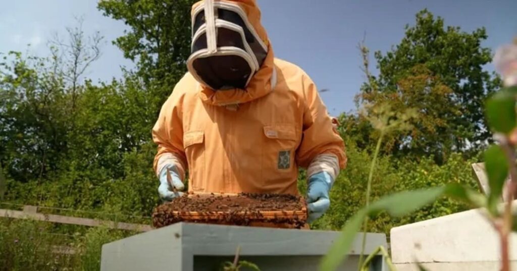 Superalimento para abejas