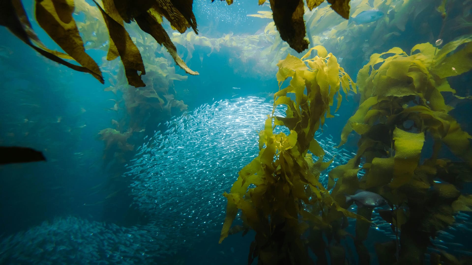 Bosques marinos de portugal