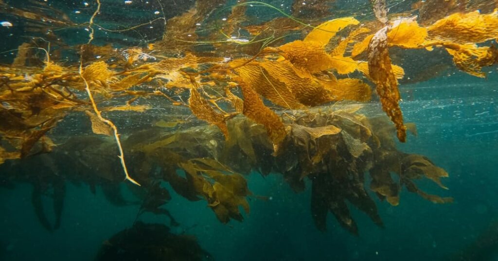 Bosques marinos de portugal