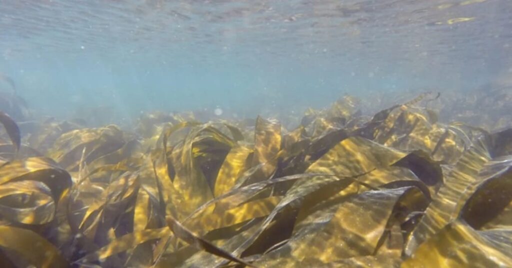 Bosques marinos de portugal