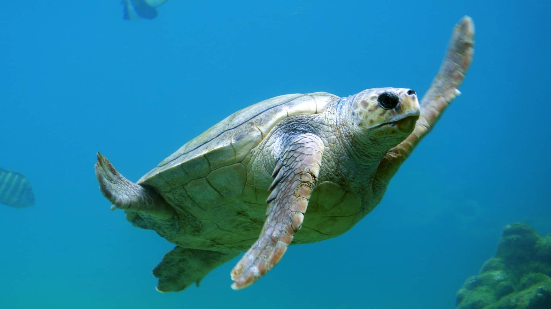 Refugio de Vida Silvestre Isla Cañas