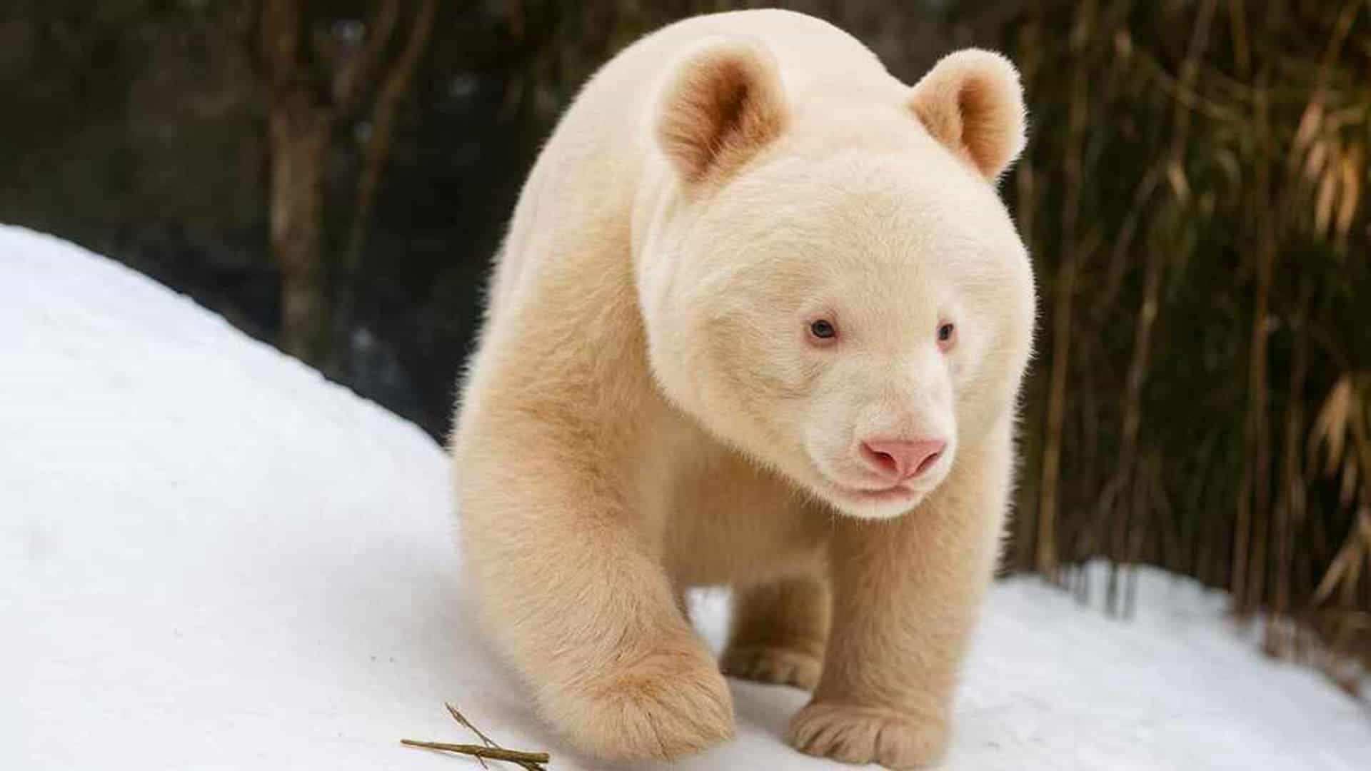 Panda gigante albino