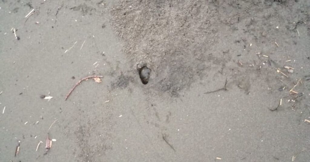 Refugio de Vida Silvestre Isla Cañas