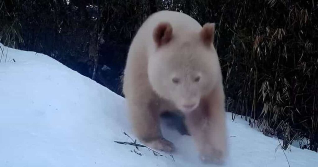 Panda gigante albino